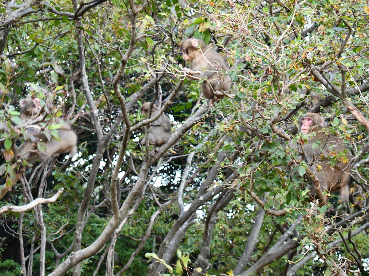 #86:
          A group of Japanese Macaques in a tree, Kyoto.
          f/ at mm - Shutter Speed: - ISO: